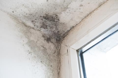mould