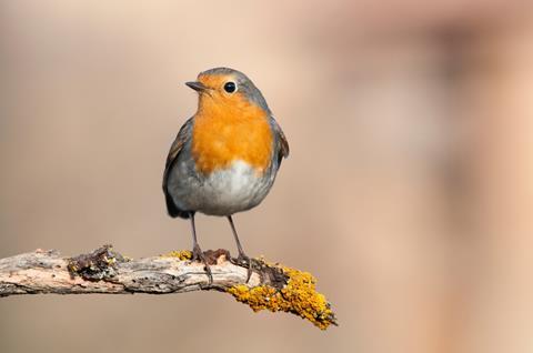 Robin